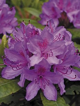 Рододендрон катевбинский Grandiflorum (1 шт)