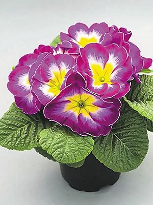 Примула Elba Elcora Carmin-Cream F1 (3 шт) - 1
