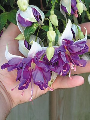 Фуксія гібридна Bella Blue Angel (1 шт) - 1