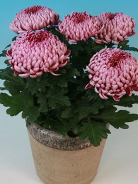 Хризантема горшечная Malabar (3 шт)