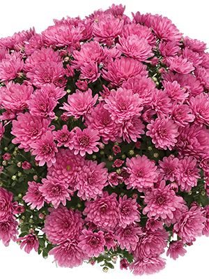 Хризантема дрібноквіткова низькоросла Branbeach Lilac (3 шт) - 1