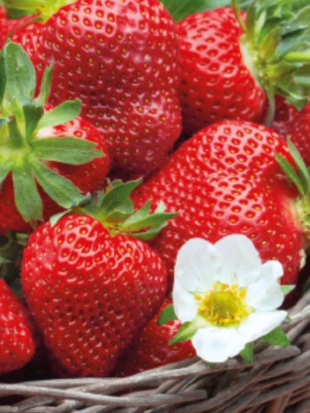 Земляника крупноплодная (клубника) Ariana (5 шт) - 1