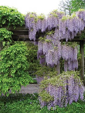 Гліцинія рясно Royal Purple (1 шт)