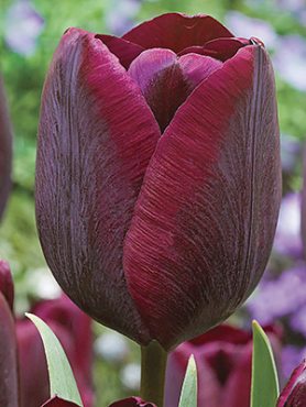 Тюльпаны Триумф Ronaldo 12/+ (100 шт)