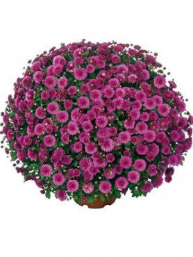 Хризантема мелкоцветковая низкорослая Fushini Mauve (3 шт)