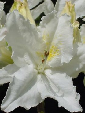 Рододендрон (KnaphiII-Exbury) Oxydol (1 шт)