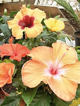 Гибискус китайский Fiori Grande, смесь (3 шт)