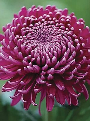 Хризантема зрізна Regal Mist Purple (9 шт) - 1