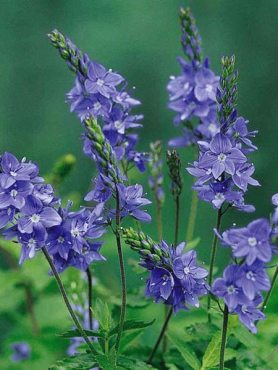Вероніка широколиста Spode Blue