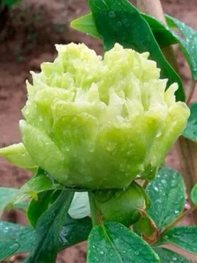 Пион древовидный Green Jade (1 шт)