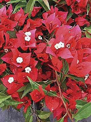 Бугенвиллея Vera Red (1 шт)