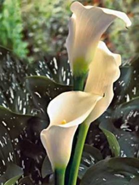 Калла Creme (1 шт)