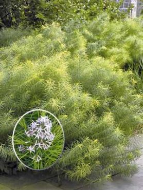 Амсония Хабричта, голубая Gold Nugged Seed (3 шт)