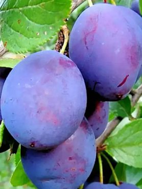 Сливи Чачакськая Наилучшая (1 шт)