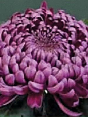 Хризантема срезочная Gilbert Leigh Purple (3 шт) - 1
