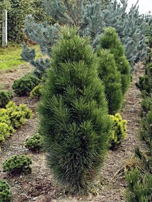 Сосна чорна Pyramidalis (1 шт)