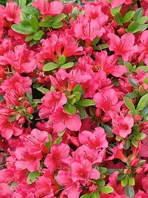 Рододендрон японский Geisha Rose (1 шт) - 1
