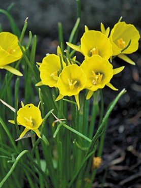 Нарциси Брандушкові Golden Bells 5/6 (100 шт)