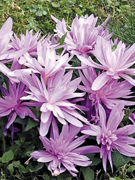 Безвременник великолепный Waterlily 16/18 (1 шт)