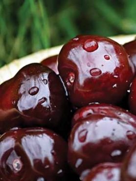 Черешня Ласуня (1 шт)