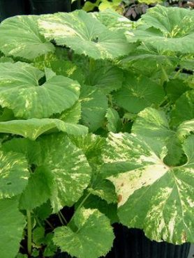 Кремена японська Variegata