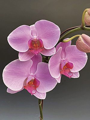 Фаленопсис гибридный Empress (1 шт)