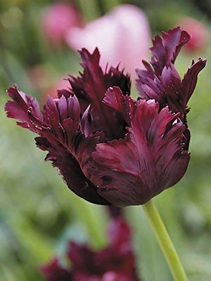 Тюльпаны Попугайные Black Parrot 10/11 (20 шт) - 1