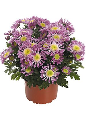Хризантема горщикова Santosa Pink (3 шт) - 1
