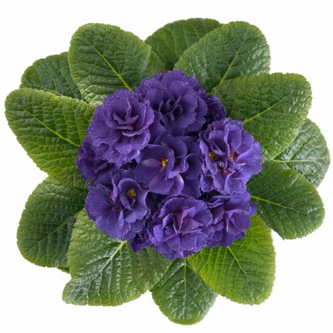 Примула обыкновенная Petticoat Blue F1 (3 шт) - 1