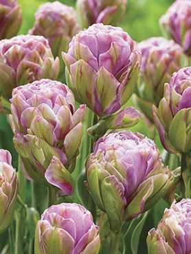 Тюльпани Махрові пізні Violet Pranna 11/12 (3 шт)