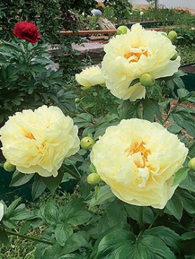 Пион молочноцветковый Lemon Chiffon (1 шт)