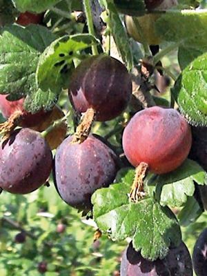 Крыжовник Каменяр (1 шт) - 1