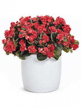 Бегония вечноцветущая Double Red (Р12) (1 шт)