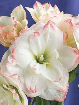 Гиппеаструм гибридный Amadeus Candy 22/24 (1 шт)