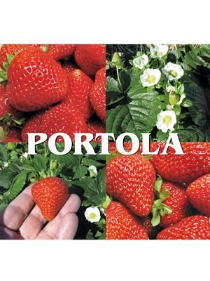 Суниця великоплідна (полуниця) Portola (5 шт) - 1