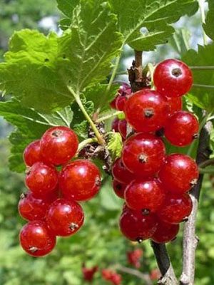 Смородина червона Цукрова (1 шт) - 1