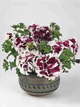 Петуния махровая крупноцветковая Piruette Purple F1, пурпурная с белым (9 шт)