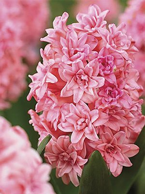 Гиацинт садовый Spring Beauty 14/15 (350 шт) - 1