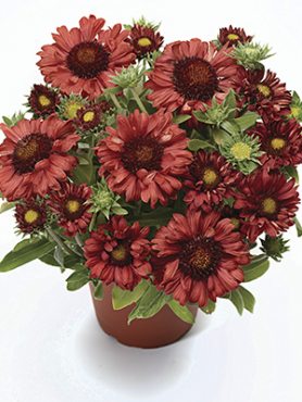 Полум`янка остюкова Burgundy