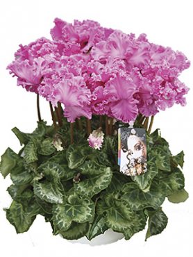 Цикламен Rocolina Lilac F1 (1 шт)