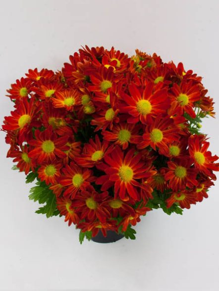 Хризантема горшечная Pemba Red (9 шт) - 1