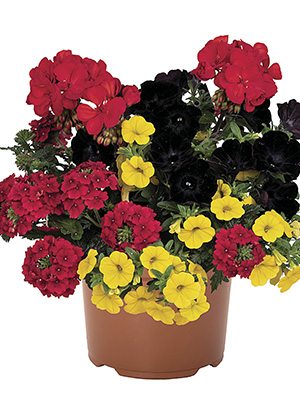 Набор Confetti Garden EU Flags black red yellow Berlin (1 шт) - 1