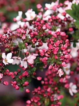 Таволга Тунберга Fujuno Pink (1 шт)