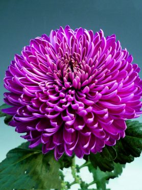 Хризантема срезочная Regal Mist Purple (3 шт)
