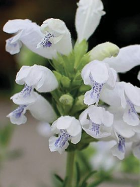 Змееголовник аргунский Fuji White (1 шт)