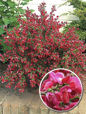 Ракитник гибридный Boskoop Ruby (1 шт) - 1