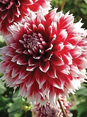 Георгина декоративная бахромчатая Red and White Fubuki (1 шт) - 1