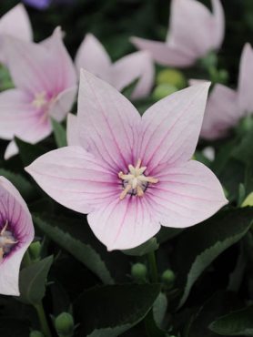 Платікодон великоквітковий Astra Pink (3 шт)