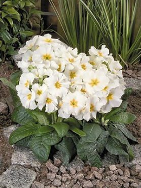 Примула высокая Crescendo White F1 (3 шт)
