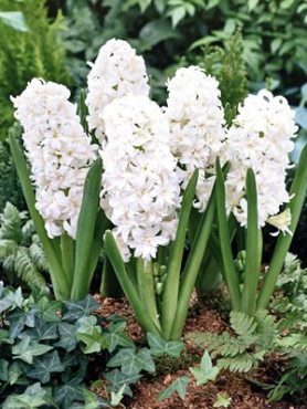 Гиацинт садовый Snow Cristal 14/15 (1 шт)